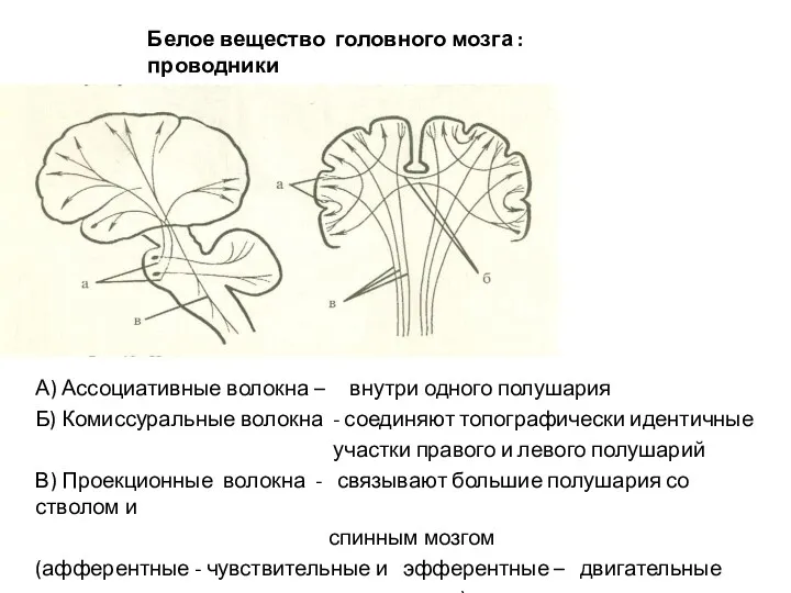 Белое вещество головного мозга : проводники А) Ассоциативные волокна –