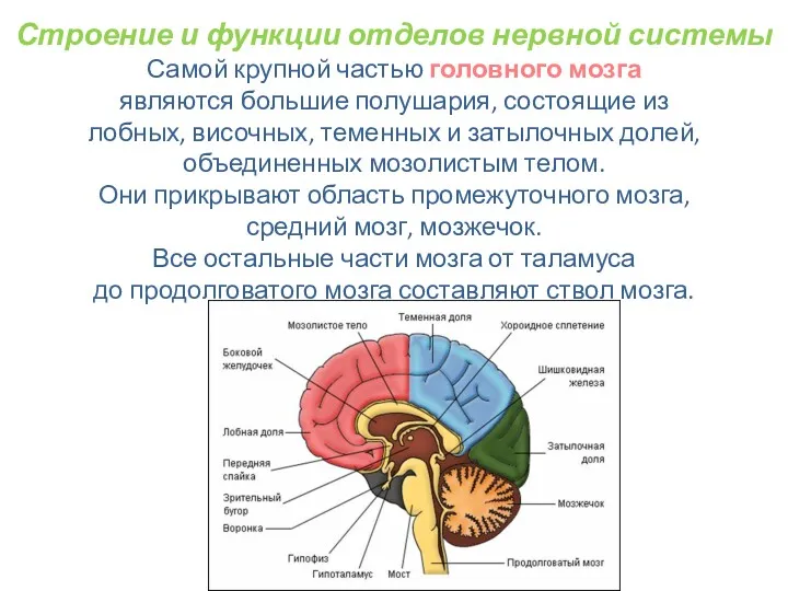 Строение и функции отделов нервной системы Самой крупной частью головного