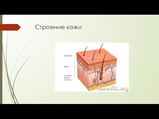 Строение кожи