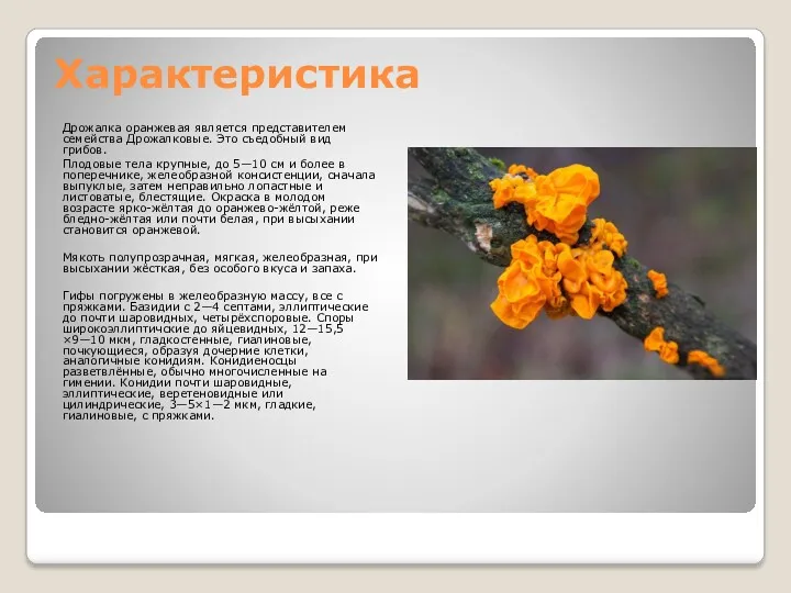Характеристика Дрожалка оранжевая является представителем семейства Дрожалковые. Это съедобный вид