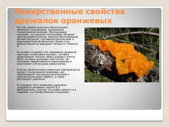 Лекарственные свойства дрожалок оранжевых Из этих грибов выделили биологически активный