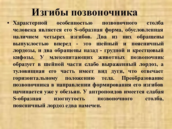 Изгибы позвоночника Характерной особенностью позвоночного столба человека является его S-образная