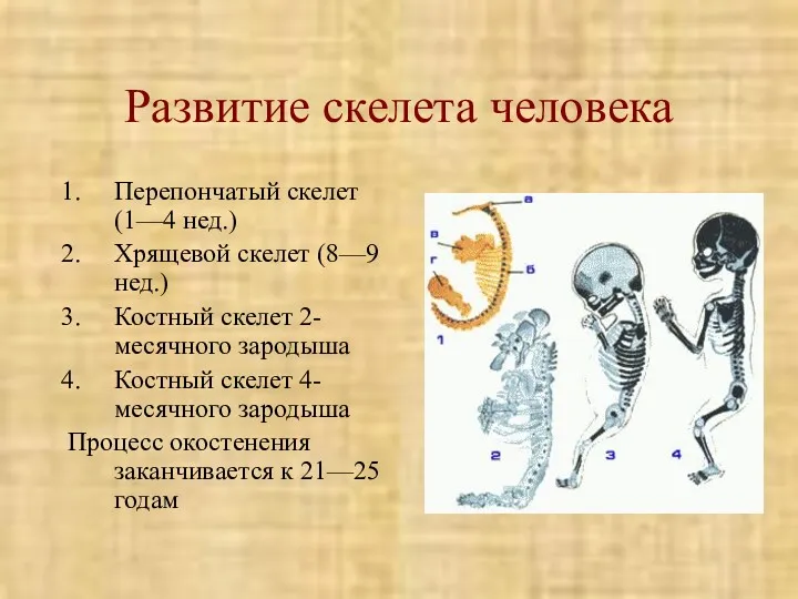 Развитие скелета человека Перепончатый скелет (1—4 нед.) Хрящевой скелет (8—9