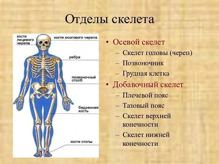 Отделы скелета Осевой скелет Скелет головы (череп) Позвоночник Грудная клетка