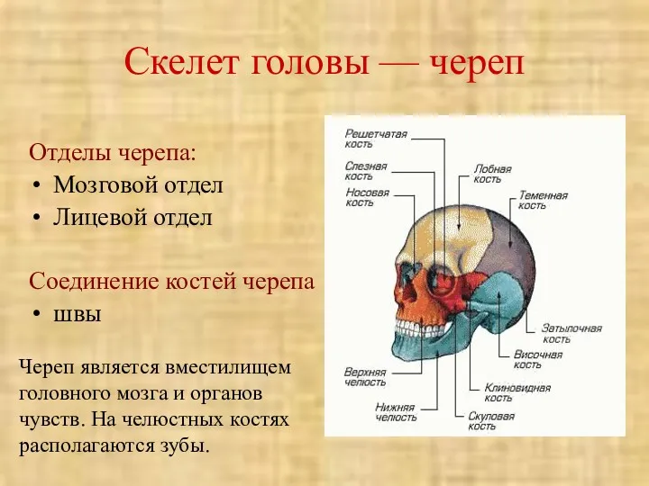 Скелет головы — череп Отделы черепа: Мозговой отдел Лицевой отдел