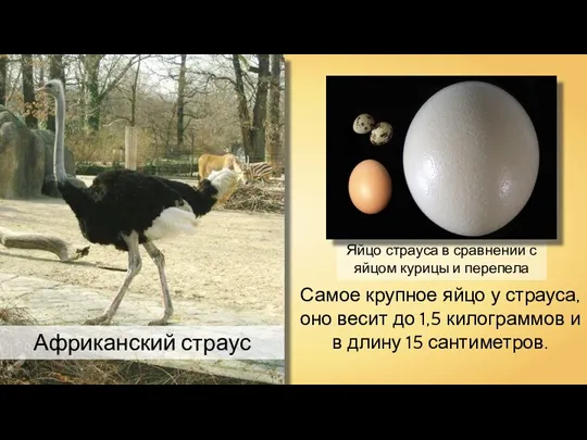 Африканский страус Яйцо страуса в сравнении с яйцом курицы и
