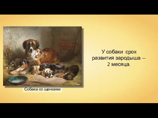 Собака со щенками Kneiphof У собаки срок развития зародыша — 2 месяца.
