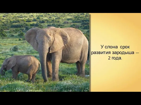 Gorgo У слона срок развития зародыша — 2 года.