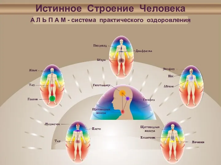 Истинное Строение Человека А Л Ь П А М - система практического оздоровления