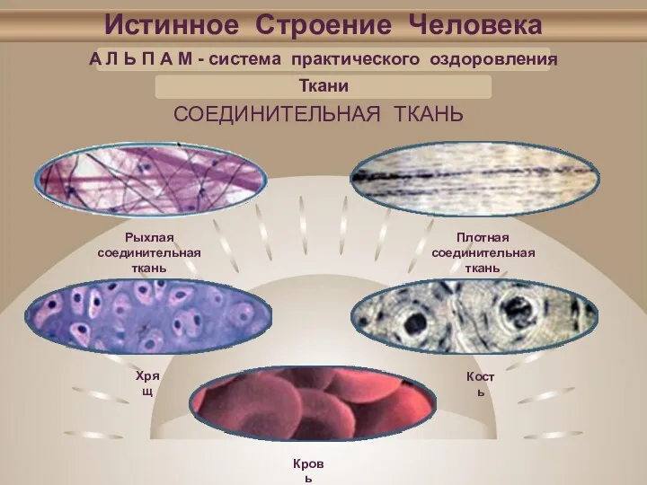 Истинное Строение Человека А Л Ь П А М -