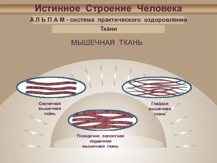 Истинное Строение Человека А Л Ь П А М - система практического оздоровления