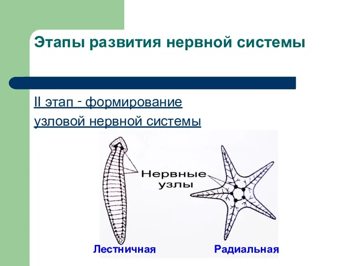 Этапы развития нервной системы II этап ‑ формирование узловой нервной системы Лестничная Радиальная