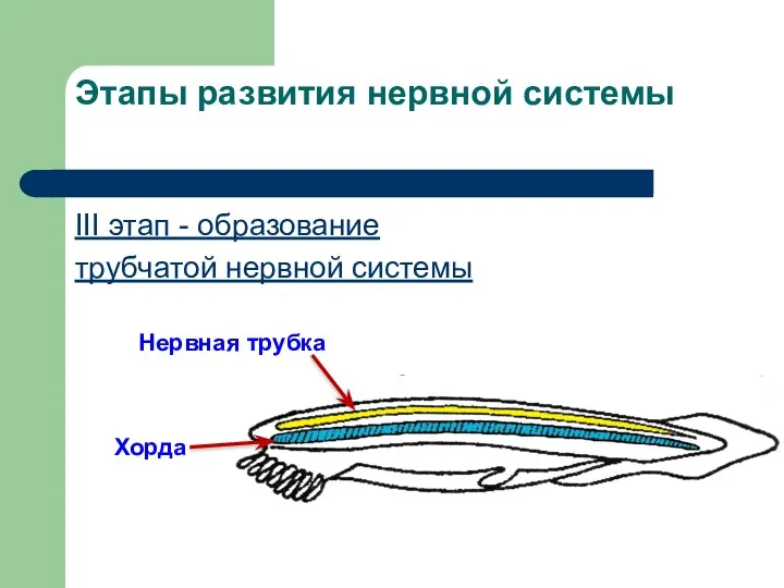 Этапы развития нервной системы III этап - образование трубчатой нервной системы Нервная трубка Хорда