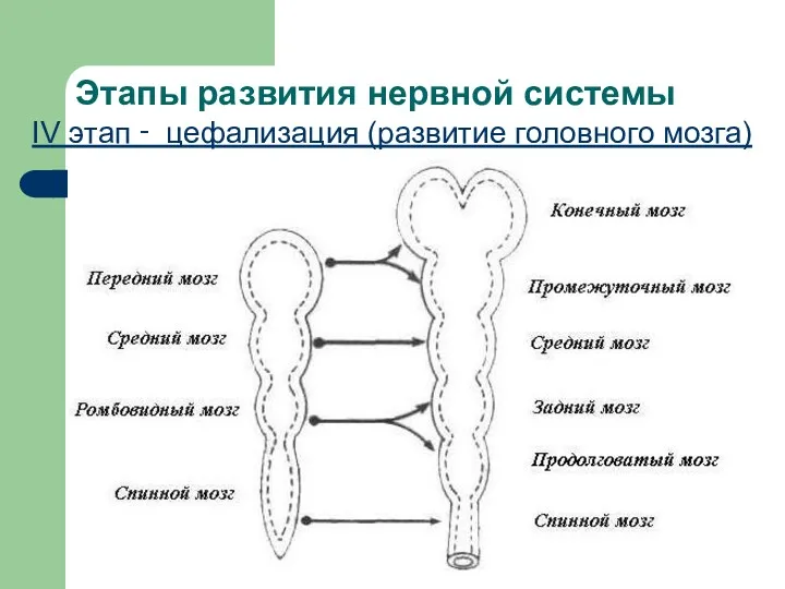 Этапы развития нервной системы IV этап ‑ цефализация (развитие головного мозга)