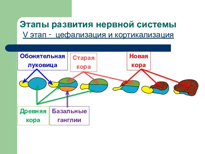 Этапы развития нервной системы V этап ‑ цефализация и кортикализация