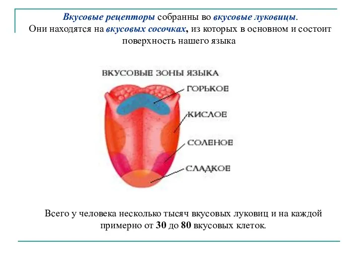 Вкусовые рецепторы собранны во вкусовые луковицы. Они находятся на вкусовых