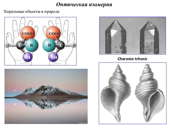 Оптическая изомерия Хиральные объекты в природе Charonia tritonis