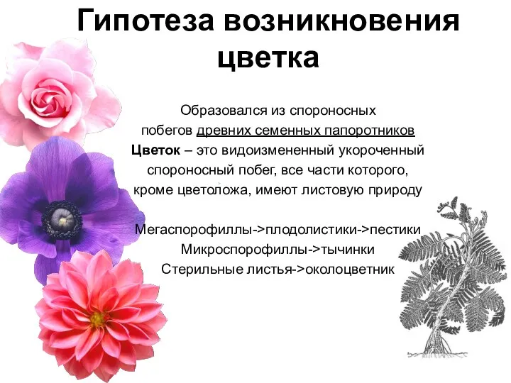 Гипотеза возникновения цветка Образовался из спороносных побегов древних семенных папоротников Цветок – это