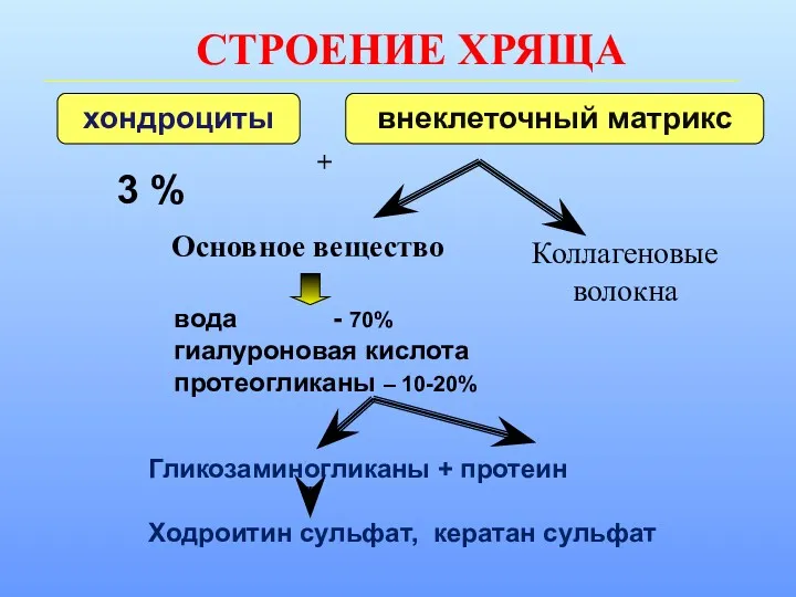 СТРОЕНИЕ ХРЯЩА хондроциты внеклеточный матрикс 3 % Основное вещество Коллагеновые