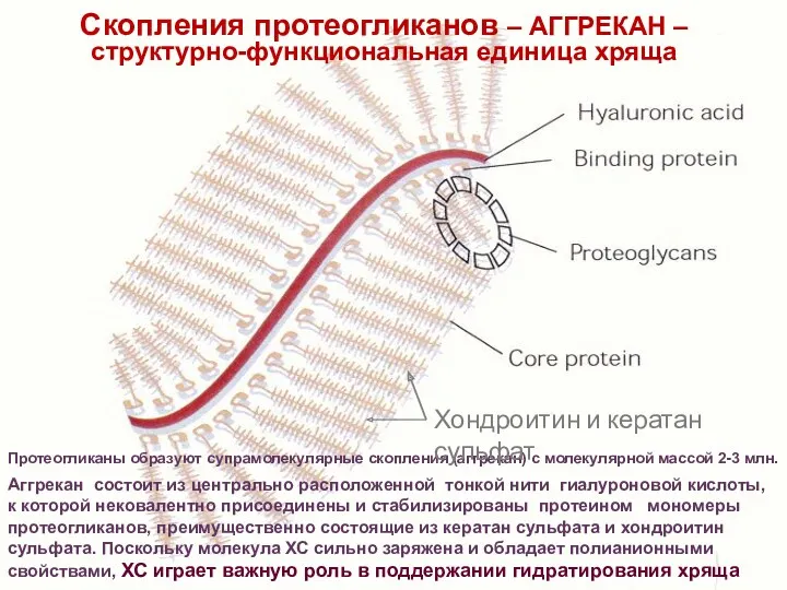 Протеогликаны образуют супрамолекулярные скопления (аггрекан) с молекулярной массой 2-3 млн.