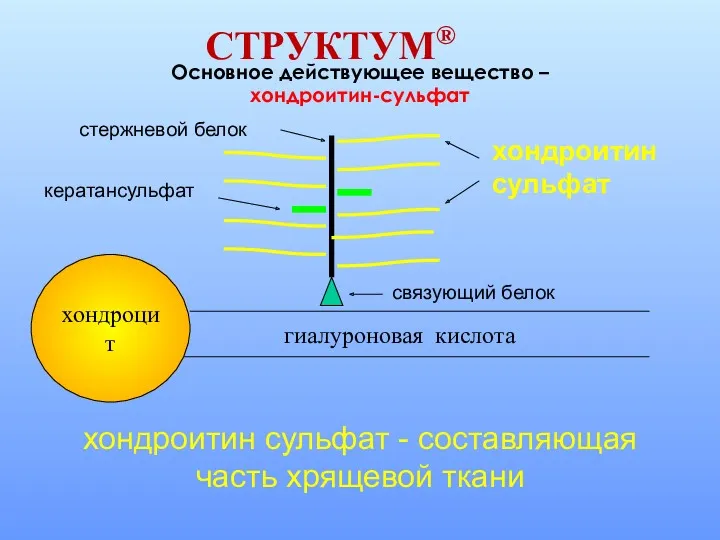 СТРУКТУМ® Основное действующее вещество – хондроитин-сульфат хондроитин сульфат - составляющая