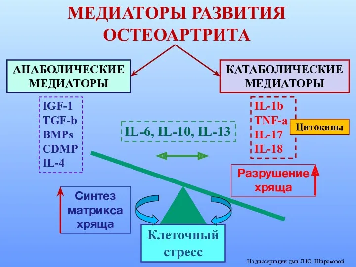 МЕДИАТОРЫ РАЗВИТИЯ ОСТЕОАРТРИТА Клеточный стресс Цитокины Из диссертации дмн Л.Ю. Широковой