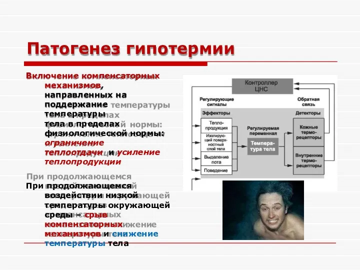 Патогенез гипотермии Включение компенсаторных механизмов, направленных на поддержание температуры тела