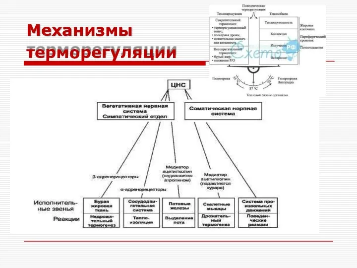 Механизмы терморегуляции