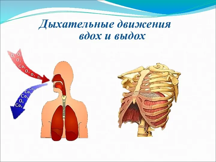 Дыхательные движения вдох и выдох