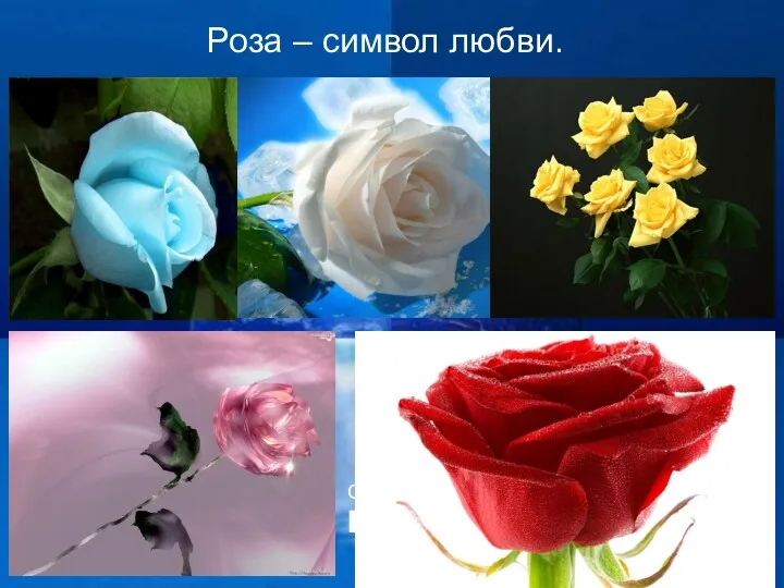 Роза – символ любви.