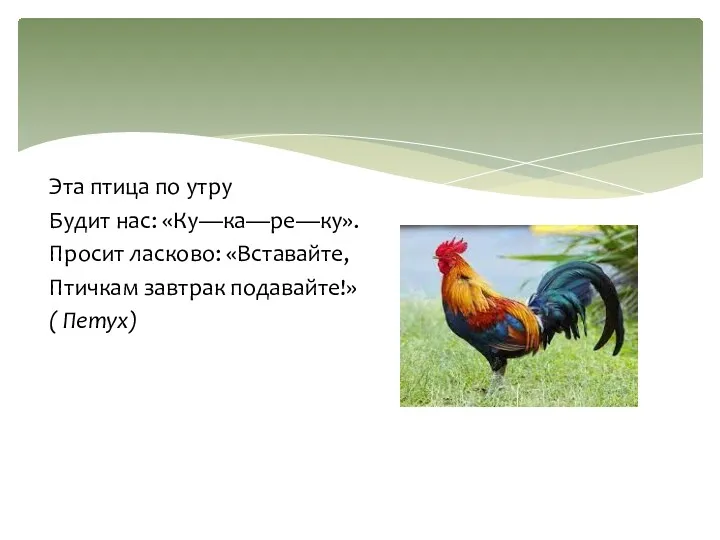 Эта птица по утру Будит нас: «Ку—ка—ре—ку». Просит ласково: «Вставайте, Птичкам завтрак подавайте!» ( Петух)