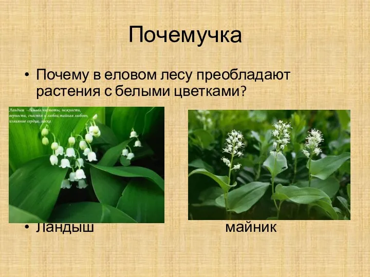 Почемучка Почему в еловом лесу преобладают растения с белыми цветками? Ландыш майник