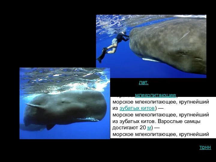 Кашало́т (лат. Physeter macrocephalus) — морское млекопитающее) — морское млекопитающее, крупнейший из зубатых