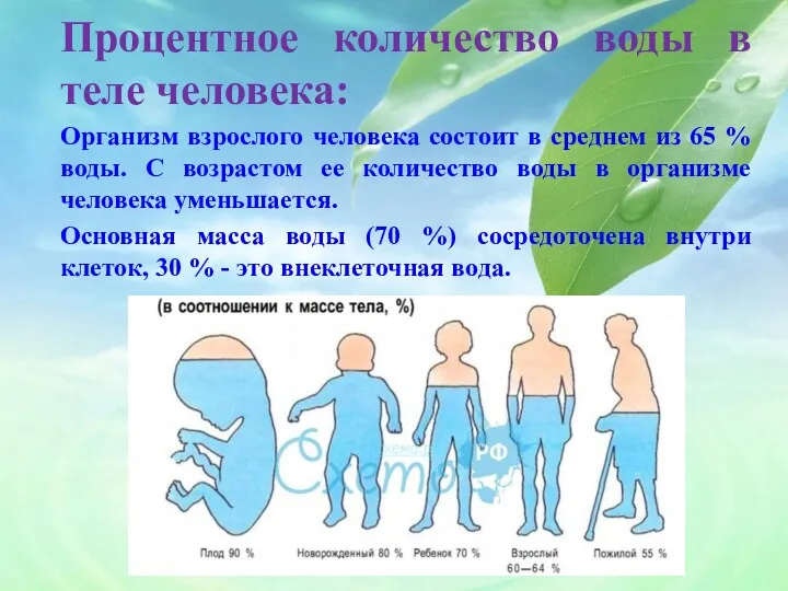 Процентное количество воды в теле человека: Организм взрослого человека состоит