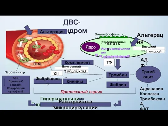 ДВС-синдром Ядро Холинфосфолипиды (атромбогенны) Аминофосфолипиды (тромбогенны) Альтерация Клетка Тромбин Фибрин XII Фибринолиз Кинины