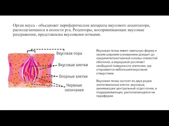 Орган вкуса - объединяет периферические аппараты вкусового анализатора, располагающиеся в