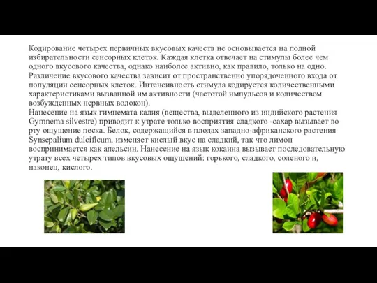 Кодирование четырех первичных вкусовых качеств не основывается на полной избирательности