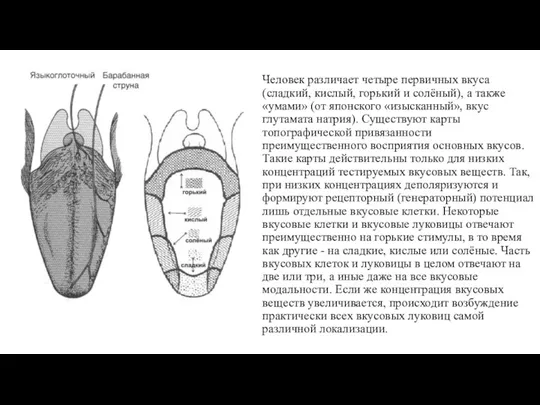 Человек различает четыре первичных вкуса (сладкий, кислый, горький и солёный),