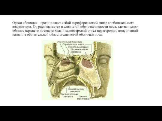 Орган обоняния - представляет собой периферический аппарат обонятельного анализатора. Он