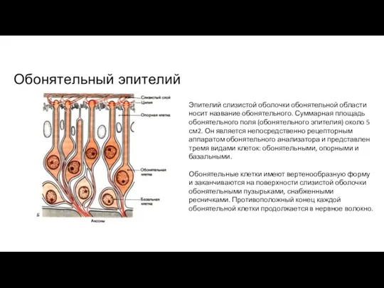 Эпителий слизистой оболочки обонятельной области носит название обонятельного. Суммарная площадь