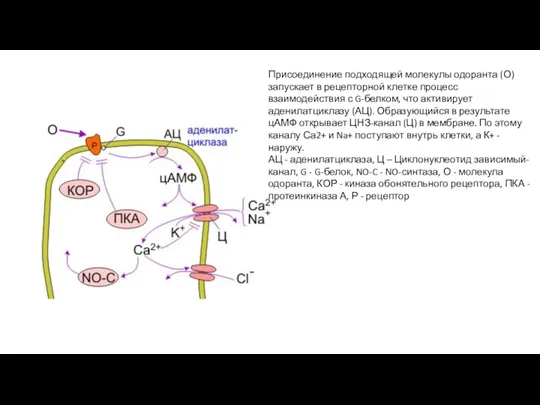 Присоединение подходящей молекулы одоранта (О) запускает в рецепторной клетке процесс