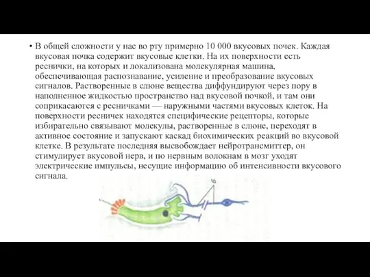 В общей сложности у нас во рту примерно 10 000