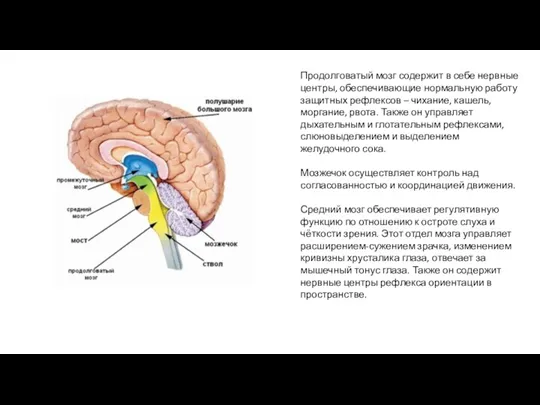 Продолговатый мозг содержит в себе нервные центры, обеспечивающие нормальную работу
