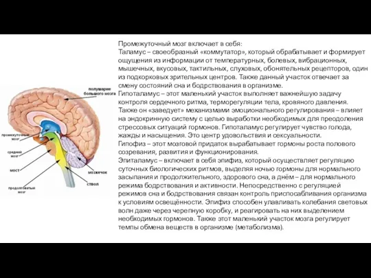 Промежуточный мозг включает в себя: Таламус – своеобразный «коммутатор», который