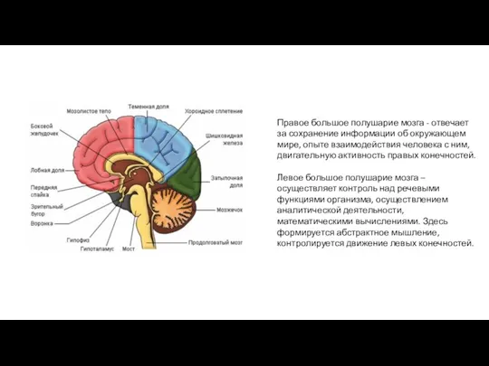 Правое большое полушарие мозга - отвечает за сохранение информации об