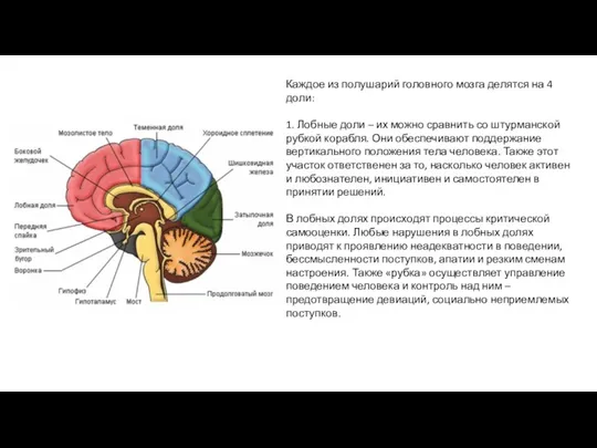 Каждое из полушарий головного мозга делятся на 4 доли: 1.