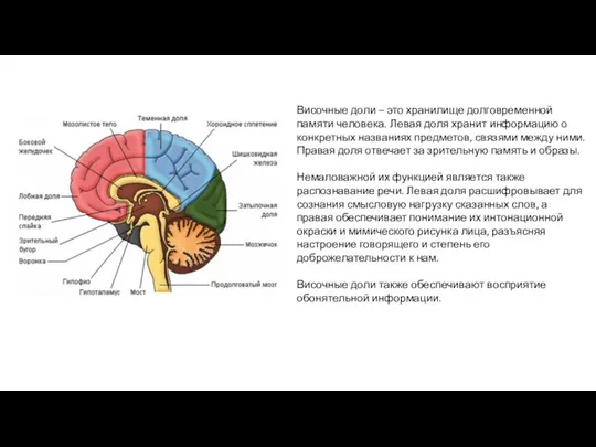 Височные доли – это хранилище долговременной памяти человека. Левая доля