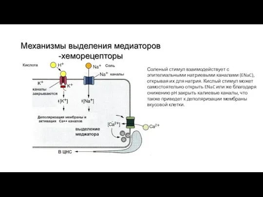 Соленый стимул взаимодействует с эпителиальными натриевыми каналами (ENaC), открывая их