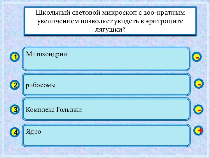 Митохондрии 1 2 3 4 рибосомы Комплекс Гольджи Ядро -