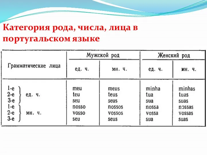 Категория рода, числа, лица в португальском языке